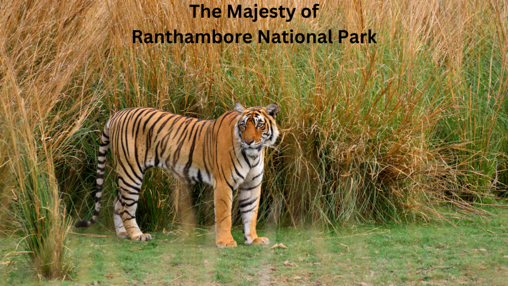 Safari in India Exploring Wildlife and National Parks 1