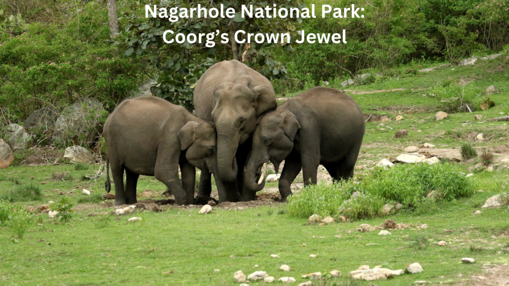 Safari in India Exploring Wildlife and National Parks 12