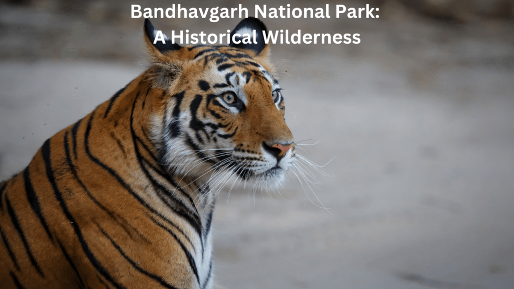Safari in India Exploring Wildlife and National Parks 6