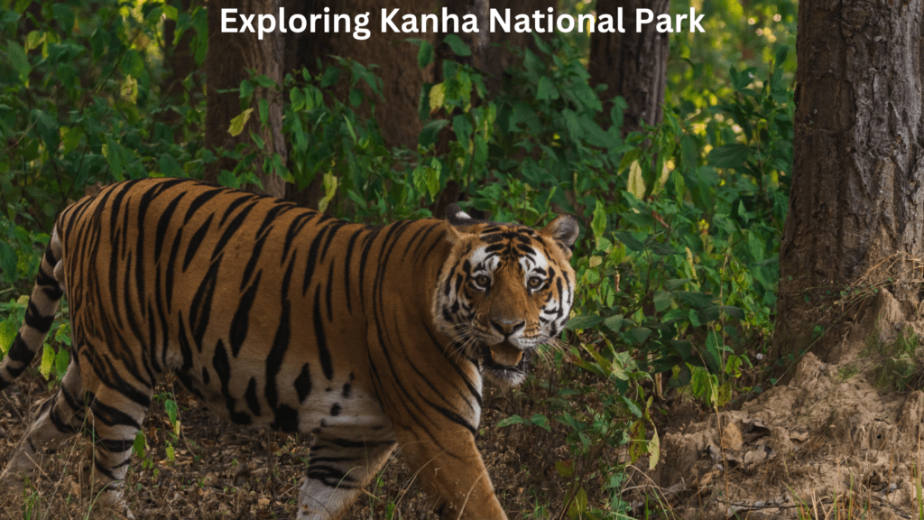 Safari in India Exploring Wildlife and National Parks 8